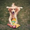 91ucSHgmcCL._SL1500_.jpg Goofy Tails Food Buddies Pizza Slice Plush Toy for Dogs | Crinkle Dog Toys for Puppies | Squeaky Toys for Dogs and Puppies