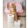 Hipkoo Exclusive Cat Litter 5Kg 100% Natural Unscented Bentonite Clay Dust Free Trial or Travel or Single Pack Fragrance Free Absorbent Eco-Friendly Sand for All Breeds of Cats