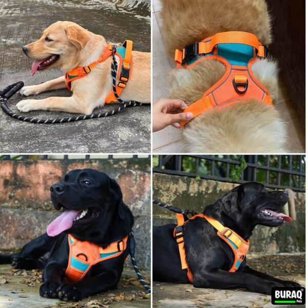 1765525416_81mpiRpkUL._SL1500_.jpg Buraq Reflective Dog Harness with Leash, No-Pull Adjustable Belt Vest for Small, Medium & Large Dogs, Escape-Proof, Padded Training & Walking Harness (M - Orange)