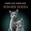 Sheba Kitten and Adult, Irresistible Dry Cat Food, Chicken Flavour, 1.5 kg, Contains 41 Essential Nutrients, Complete & Balanced Nutrition