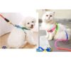 A+a Pets' Harness and Leash Set, Colourful Combo in Rainbow for Cats and Dogs (S, Rainbow)