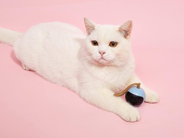 1765891260_71vs2sQT-WL._SL1500_.jpg BarkButler X FOFOS Whirli Cat Toy - Interactive Cat Toys, Toys for Kitten and Adult Cats