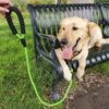 Petology Dog Leash 4FT Long, 1cm Thick Reflective Heavy Duty Rope with Anti-Slip Padded Handle for Small Dogs