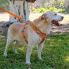 Front Range No-Pull Dog Harness – Adjustable Reflective Pet Vest with Easy Control Handle for Outdoor Adventures Orange