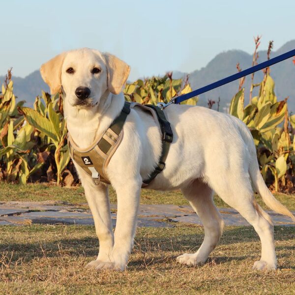 1766043525_71cYi2Asy4L._SL1000_.jpg PetVogue Dog Harness for Medium Dogs No Pull Reflective Dog Vest, Adjustable with 2 Leash Clips, No Choke Dog Vest with Loop Panels, Dog Harness with Easy Control Handle