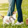 Pupteck Adjustable No-Pull Dog Harness, Collar and Leash Set for Small Medium Dogs, Puppies and Cats, Soft Mesh Padded Reflective Chest Strap for Walking and Training (Beige, XL (Chest 20"-22"))