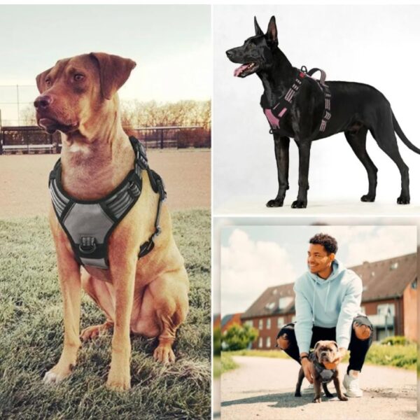 Dog Harness Dog Body Belt Vest for Large Medium Small Dogs with Safety Reflective No Pull Adjustable Military Style Dog Vest Training Harness(Blue, Medium)