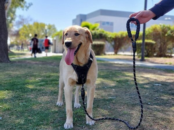 Petology Dog Leash 4FT Long, 1cm Thick Reflective Heavy Duty Rope with Anti-Slip Padded Handle for Small Dogs