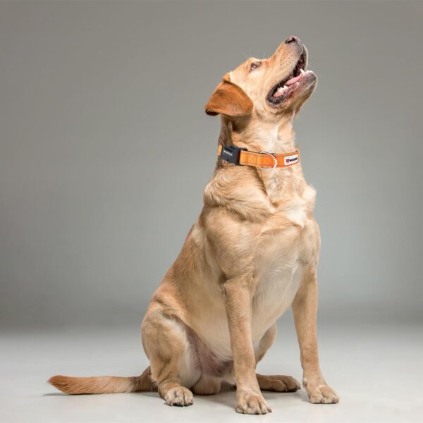 1766860590_71FW1kE2LtL._SL1500_.jpg WOOFLIX Reflective Dog Leash And Collar Combo Set|Dog Collar & Anti Slip Padded Handle Leash For Dogs|Highly Reflective|Dog Rope For Medium & Large Dogs|(Leash 6.5 Ft. + Collar Large, Orange, 18 Cm)