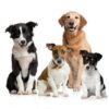 Combo: Collar, Leash, and Belt With Silver Chain for Medium Size Dogs - Width 20 MM (Large, Black)