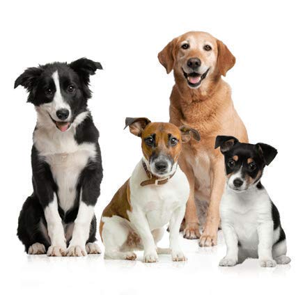 Combo: Collar, Leash, and Belt With Silver Chain for Medium Size Dogs - Width 20 MM (Large, Black)