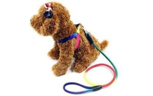 Dog Trust 10 MM Rainbow Color Rainbow Multicolor Dog Adjustable Harness/Leash/Collar for Small Dogs