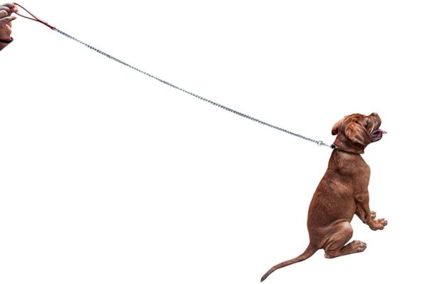 Dog Trust HUT Dog Chain Stainless Steel 152 cm for Dog Trust HUT Dog Chain Stainless Steel 152 cm for Dogs