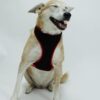 Lana Paws Breathable, Comfortable & Sturdy Mesh Harness for Dogs, Lana Paws Breathable, Comfortable & Sturdy Mesh Harness for Dogs, S, Black