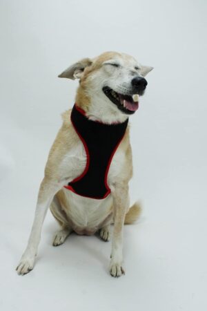 Lana Paws Breathable, Comfortable & Sturdy Mesh Harness for Dogs, Lana Paws Breathable, Comfortable & Sturdy Mesh Harness for Dogs, S, Black
