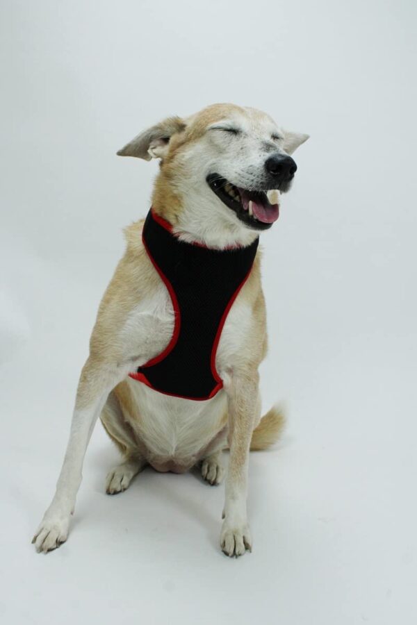 Lana Paws Breathable, Comfortable & Sturdy Mesh Harness for Dogs, Lana Paws Breathable, Comfortable & Sturdy Mesh Harness for Dogs, S, Black