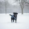 Lulala Winter Dog Jacket with Harness | Waterproof Dog Jacket with Zipper | Reflective Cold Weather Coat for Small, Medium, and Large Dogs
