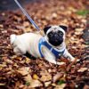 512BTY4kNAL.jpg KUTKUT Adjustable Dog Harness, No Pull for Small Dog, Reflective, Breathable & Soft Mesh Padded Step-in Vest & Leash Set for Outdoor Walking Escape Proof (Size: XL, Pet Weight 7-10Kg, Chest: 47-53cm)