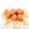 RvPaws Egg Shaped Rubber Bouncing Balls Chewing Playing Toy for Pet Puppy Dogs and Cats -Pack of 1