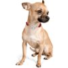 Trixie Premium Stop-The-Pull Collar, Adjustable Nylon Collar for Dogs, Made with Strong Metal Chain to Easily Slip Around Dog's Neck (S-M, Cherry RED)