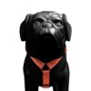 Heads Up For Tails Classic Nylon Dog H Harness - Orange - L
