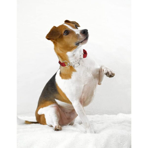Trixie Premium Stop-The-Pull Collar, Adjustable Nylon Collar for Dogs, Made with Strong Metal Chain to Easily Slip Around Dog's Neck (S-M, Cherry RED)