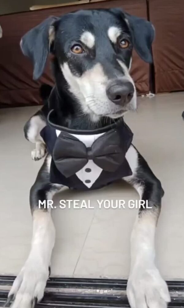 51LyRZjaWWL._SL1359_.jpg That Dog In Tuxedo Body Mesh Harness - Dog Tuxedo Harness (Black, Size L)