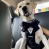 51NKD1vyAwL._SL1174_.jpg That Dog In Tuxedo Body Mesh Harness - Dog Tuxedo Harness (Black, Size L)