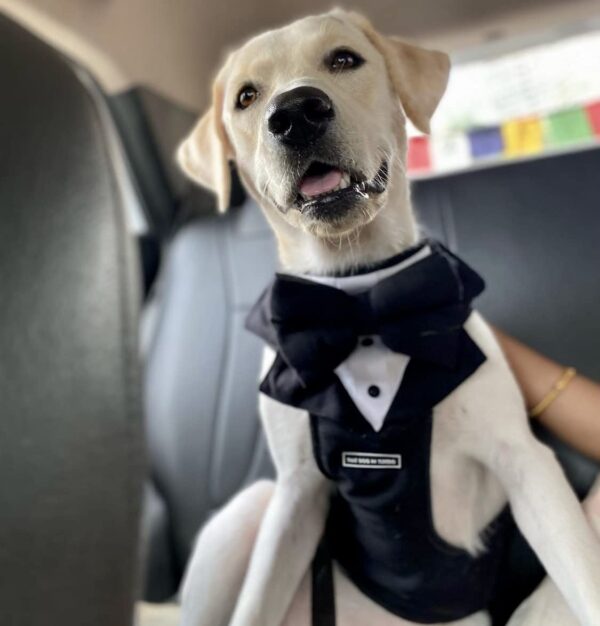 51NKD1vyAwL._SL1174_.jpg That Dog In Tuxedo Body Mesh Harness - Dog Tuxedo Harness (Black, Size L)