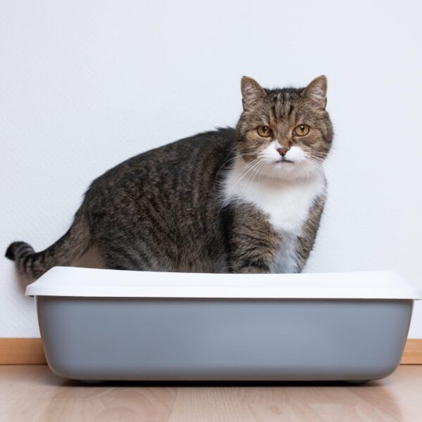 PetCrux Organic Pine Wood Cat Litter 10Kg 100% Natural Biodegradable Odour Lock Unscented Dust Free Clay Absorbent Eco-Friendly Sand for All Breeds of Cats 2 Packs of 5 Kgs (Combo)