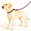 Zigly Lifestyle Reflective Rope Dog Leash – XS (9mm) - Black | Durable Training Rope Leash for Puppies & Toy Breeds | Lightweight, Comfortable Grip Strong Leash for Daily Walks
