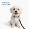 PETS EMPIRE Classic Dog Collar & Leash Set with Bow – Elegant Adjustable Collar[2.5*(46-55) cm] & Leash(2.5 * 150cm) for Large Dog Breeds (Large, Black)