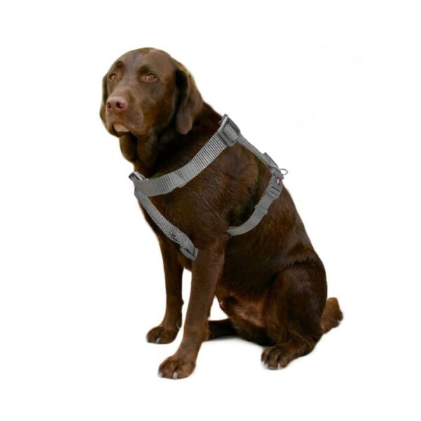 Trixie Premium H-Harness Belt for Dogs, Stylish Design, Adjustable Webbing Tape, Strain Relief, Lightweight & Adjustable Straps (S-M, Graphite)