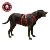 51qHFybDoL._SL1000_.jpg Petslike Double H Harness Olive Green(Size Large), Olive Green, Large, 250 g