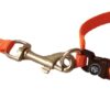 51sOK6yn9lL._SL1351_.jpg The Pets Company Leash and Collar Set Suitable for Puppies of All Dog Breeds, X-Small, Orange