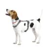 Trixie Premium H-Harness Belt for Dogs, Stylish Design, Adjustable Webbing Tape, Strain Relief, Lightweight & Adjustable Straps (S-M, Graphite)
