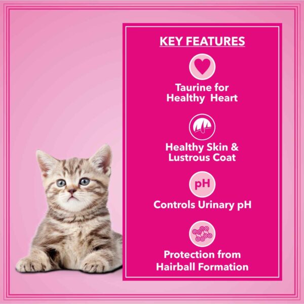 61-cjX040CL._SL1500_.jpg Let's Bite Active Kitten Dry Cat Food, 400 gm (Buy 1 Get 1 Free), Total 800 g Pack