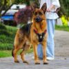 611GE2Q6UdL._SL1024_.jpg Qpets® No Pull Dog Harness with Safety Reflective Strip Quick Release Buckle Adjustable Size Easy Control Handle for Medium Large Dog (Red, XL, Recommended Weight: 22.5kg-45kg)