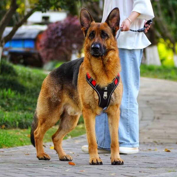 611GE2Q6UdL._SL1024_.jpg Qpets® No Pull Dog Harness with Safety Reflective Strip Quick Release Buckle Adjustable Size Easy Control Handle for Medium Large Dog (Red, XL, Recommended Weight: 22.5kg-45kg)