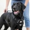 Zigly Lifestyle Shadow Guard Adjustable Dog Body Harness-Small - Black | Padded No-Pull Harness for Small Dogs & Puppies | Comfortable & Secure Dog Harness Daily Walks