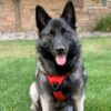 Premium Reflective Dog Vest Harness| Soft Breathable| Padded Handle| Adjustable Straps & Luxury Buckle| No-Choke with Free Leash (RED, Medium Dog 14-22 kg Harness with Leash)