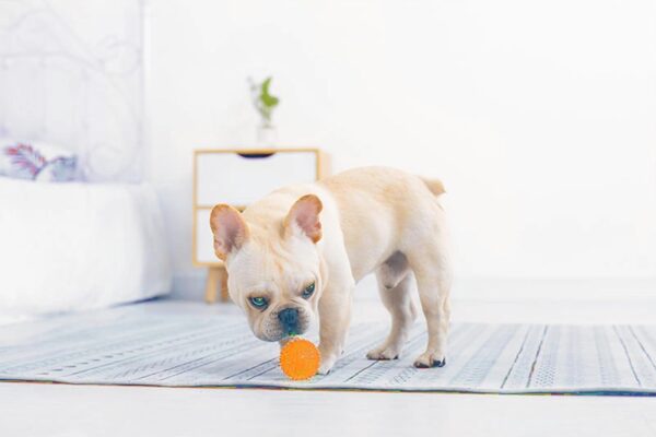 61A0EPmNmWL._SL1500_.jpg Woofy EETOYS Durable Dog Spike Ball, Squeaker Spiky Ball Squeaky Dog Toy for Tooth Cleaning, Training, Play Fetch, Boring - Orange Color Large Size