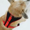 61A4PON-ihL._SL1200_.jpg Lana Paws Breathable, Comfortable & Sturdy Mesh Harness for Dogs, S, Black