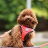 Dog Padded Harness| Easy Control Handle for Small, Medium & Large Dogs| Dog Harness Comes with Red-Orange Mix Color for Small Size Dogs
