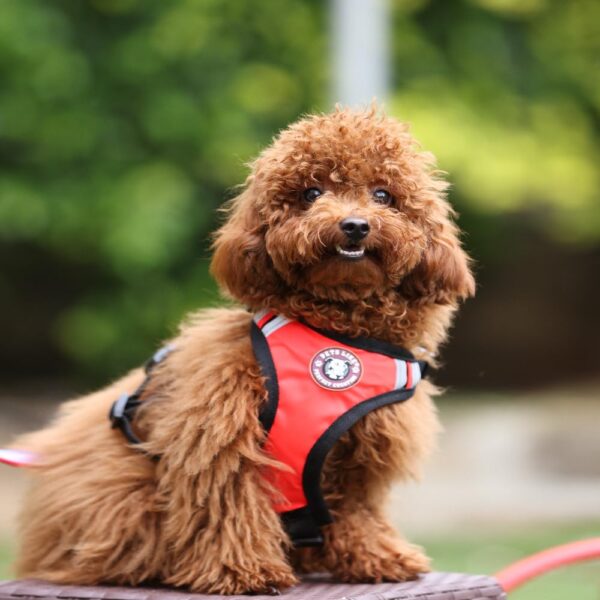 Dog Padded Harness| Easy Control Handle for Small, Medium & Large Dogs| Dog Harness Comes with Red-Orange Mix Color for Small Size Dogs