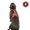 61QSfb4dHJL._SL1000_.jpg Petslike Double H Harness Olive Green(Size Large), Olive Green, Large, 250 g