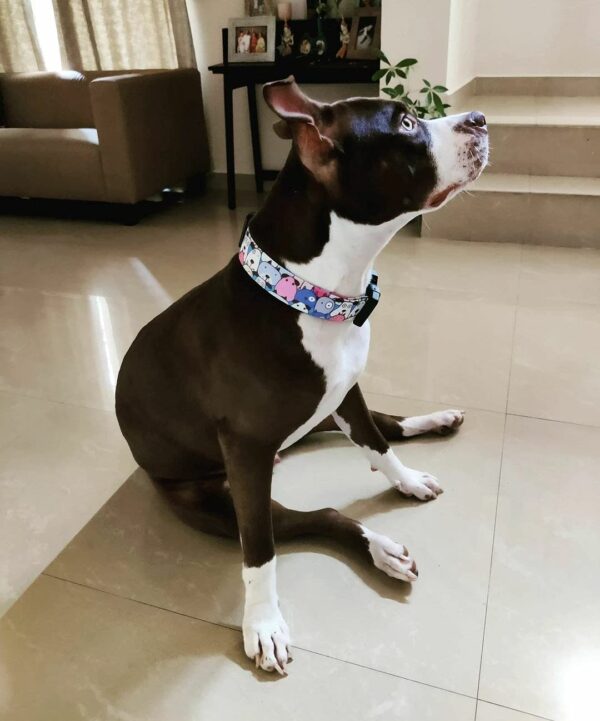 Lana Paws Polyester Googly Eyes Durable Fabric Dog Collar Belt For Large Dogs_Pack Of 1, Blue,24X1.5 Inch