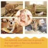 PETS EMPIRE 2 Pcs Combo Dog Toys for Small Dogs Indestructible Balls Squeaky Puppy Soft Plush Dog Puppy Toys