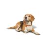 PetWale Reflective Orange Dog Martingale Collar | Comfortable & Secure Fit | No Neck Strains | Durable | Recommended by Trainers | Suited for Small Breeds Like Lahsa, Terrier & More | Size S