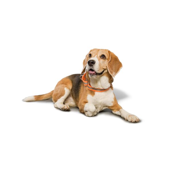 PetWale Reflective Orange Dog Martingale Collar | Comfortable & Secure Fit | No Neck Strains | Durable | Recommended by Trainers | Suited for Small Breeds Like Lahsa, Terrier & More | Size S